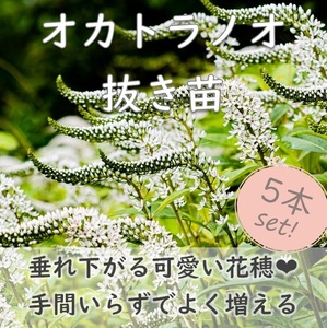 送料無料◆山野草◆尻尾のような花穂がかわいい♪トラノオ 抜き苗5本 オカトラノオ 丘虎の尾 耐寒性 宿根草 多年草 園芸 ガーデニング