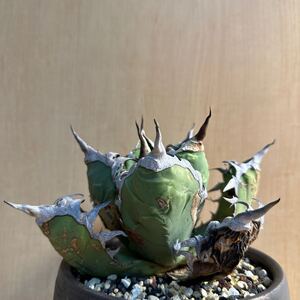 アガベ　メキシコ　オテロイ　agave 検索用　清櫻 大白鯊 皇冠 悪魔くん SAD 白犀牛 スナグルトゥースハデス　白鯨　オアハカ