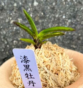 富貴蘭《富貴蘭を楽しんで》年末特別出品木　　【漆黒牡丹】伝統園芸《富貴蘭を楽しんで》