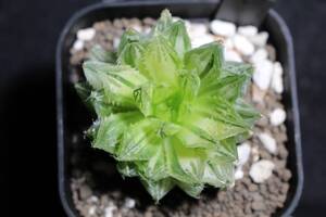 カラエンシス錦　Haworthia　ハオルチア