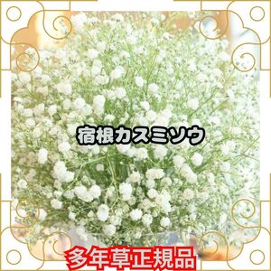 種 宿根かすみ草 10粒 即決 多年草 正規品 人気 花 花壇 切花 プランター 鉢 簡単 たね タネ 種子 簡単 初心者 秋まき 春まき アレン