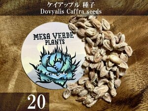 ケイアップル 種子 20粒+α Dovyalis Caffra 20 seeds+α 種 Kei Apple