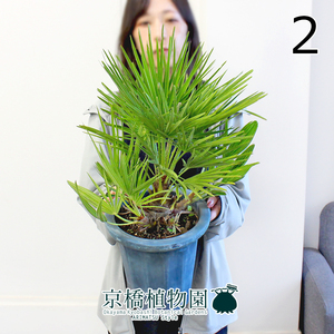 【現品】チャメロプス・フミリス 7号 黒鉢（2）Chamaerops humilis