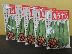 インゲン豆種　丸うずら　２５ml×5袋　未開封有効期限切れ