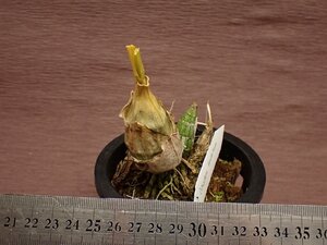 Catasetum tenebrosum カタセタム・テネブロサム 731●ラン苗