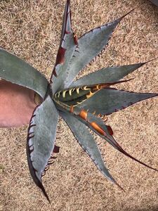 【農園直送】AGAVE アガベ アメリカーナ　屈原の舞扇　Agave Kutsugen no Maiougi 特選優良株　全写真現品