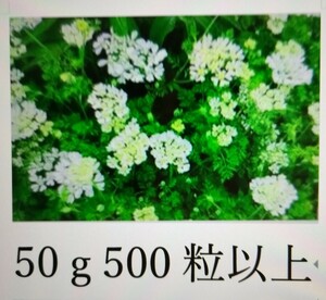 オルレア　ホワイトレース　種　大量　約500粒以上　50g　ガーデニング　寄せ植え　清楚　　送料73円