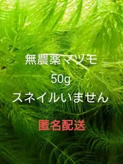 無農薬 マツモ50g メダカ 金魚 エビ水槽に 産卵床