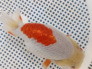 【一掃SALE】日丸らんちゅう約12cm 中国産 当歳 丸長 高体 激丸 おむすび 播氏金魚 トリートメント済 写真の生体送ります