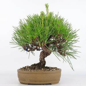 盆栽 松 黒松 樹高 24cm くろまつ Pinus thunbergii クロマツ マツ科 常緑針葉樹 観賞用 現品