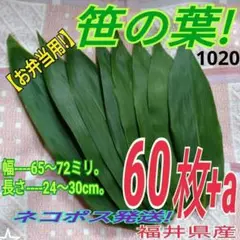 笹の葉 極小size 60枚（1020）自生物　ネコポス発送　福井県産