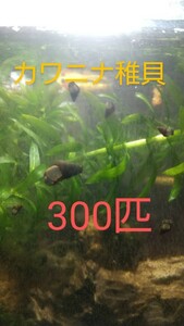 カワニナ稚貝300匹・0.5〜1.5cmサイズ☆お掃除屋さん☆