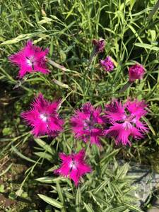 花種　河原撫子　カワラナデシコ　宿根草　約20粒　野草　北海道より