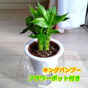 キングバンブー☆フラワーポット付き☆鉢植え☆自動給水ポット☆ラッキーバンブー