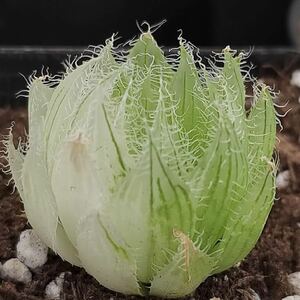 多肉植物　ハオルチア　ベヌスタ錦　陰陽錦