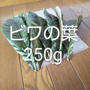 びわの葉　約250g 新鮮 農薬不使用