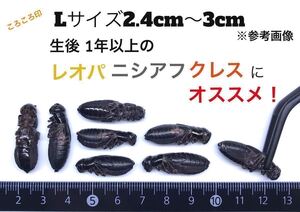 冷凍クロコL約500匹500g冷凍コオロギ