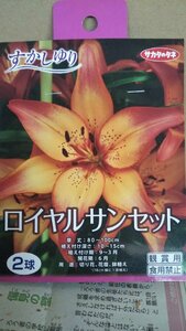 すかしゆり ロイヤルサンセット １袋 球根 サカタのタネ 郵便は送料無料 スカシ ユリ