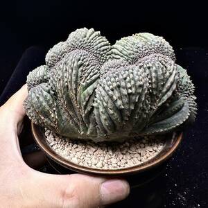 676Eユーフォルビア オベサブロウ Euphorbia obesa 綴化 美株