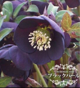 【開花株】ミヨシのクリスマスローズ　ブラックパール　1苗　 一重咲き(ブラック系)宿根草