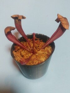 サラセニア・紅兜（Sarracenia x benikabuto）１株、