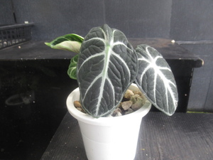 ＫＮ　１円！　アロカシア(クワズイモ属）　レギヌラ `ニンジャ`（ALOCASIA REGINULA `NIBJA`）　　　　０.8Ｍ以下