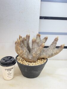 4222 「塊根植物」パキポディウム エニグマティクム大 植え【発根・Pachypodium enigmaticum・多肉植物】