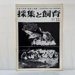 採集と飼育 1967年11月号★洪積世中期の大型 サイの化石/進化学の古典を追って/生物の知識・観察と実験/動植物