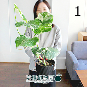 【現品】モンステラ・バリエガータ/斑入り 6号 黒鉢（1）Monstera