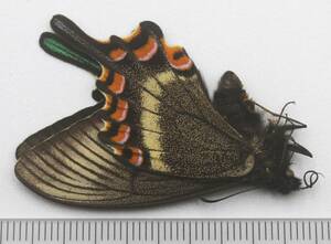 蝶標本　野外採集―極小ですが白帯は極太―超稀少な美麗ミヤマカラスアゲハを出品いたしました。