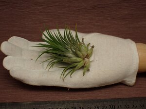 Tillandsia ionantha 