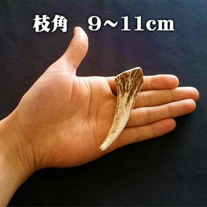 【鹿角】おまかせ 枝角 9cm～11cm 用途自由 ペットおもちゃ、アクセサリー色々。北海道エゾシカつの【ネコポス送料無料】