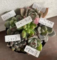 多肉植物カット苗寄せ植えセット　いちご大福【ロウルサンコ苗】入り♡