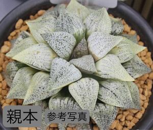 38 ハオルチア 多肉植物　パンドラピクタ錦 自家繁殖　抜き苗発送