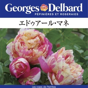 送料無料　エドゥアール マネ長尺7号 大苗　　鉢植え バラ 薔薇 デルバール 大苗 7号鉢 7寸 エドゥアールマネ