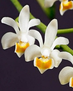 【瓶苗】【PNS-28】Phal.maliponensis x sib (1瓶)