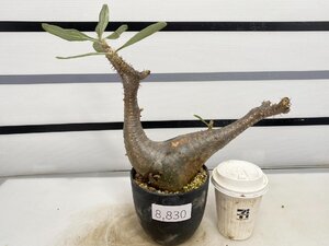 8830 「塊根植物」パキポディウム エニグマティクム 植え【発根・Pachypodium enigmaticum・多肉植物】