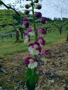 颯　クィーンエリザベス　セルフ　未開花小中苗６０（えびね・エビネ・春蘭・寒蘭・山野草 )