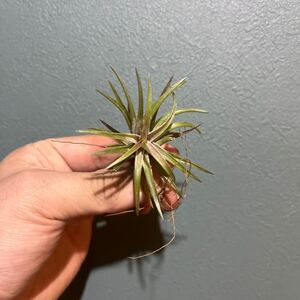 Tillandsia チランジア　ネグレクタ　エアープランツ