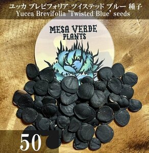 ユッカ ブレビフォリア ツイステッド ブルー 種子 50粒+α Yucca Brevifolia 