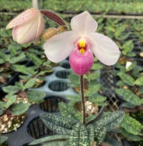 ◎洋蘭◎ Paph. delenatii × sib