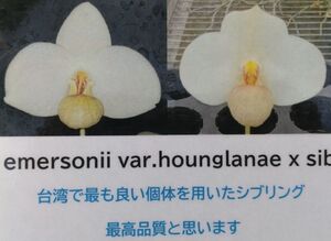 【北軽ガーデン】＊パフィオ＊Paph.emersonii var.hounglanae＊原種＊パービ系＊エマソニー　ホングラナエ＊芳香性種＊ベトナム原産＊