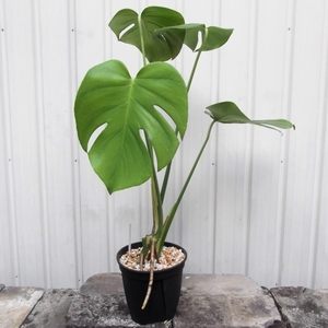 現物出品【モンステラ＊Monstera deliciosa】５号