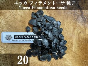 ユッカ フィラメントーサ 種子 20粒+α Yucca Filamentosa 20 seeds+α 種