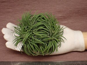 Tillandsia ionantha crested チランジア・イオナンタ クレステッド 567■エアプランツKK