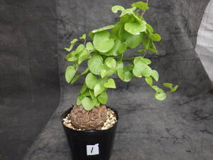 1　亀甲竜　Dioscorea elephantipes　アフリカ亀甲竜　3号ポリポット植え