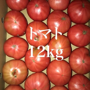 【熊本県産】新鮮 フレッシュ トマト 約12kg 家庭用