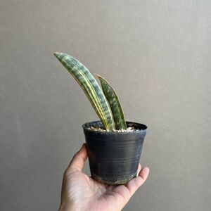 サンセベリア ハリー ベースボールバット 斑入 Sansevieria hallii variegated E68