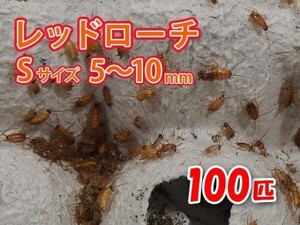 レッドローチ S サイズ 5～10mm 100匹 紙袋配送 生餌 爬虫類 両生類 肉食熱帯魚 生体 アクアリウム エサ 活餌 [3068:gopwx2]