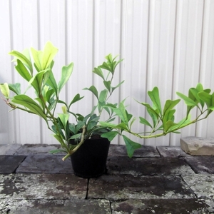 現物出品【シェフレラ・トライアンギュラリス＊Schefflera triangularis】４号